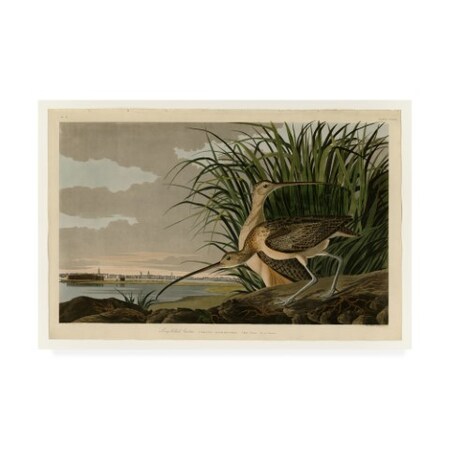 Trademark Fine Art John James Audubon 'Long Billed Curlew' Canvas Art, 16x24 BL01283-C1624GG